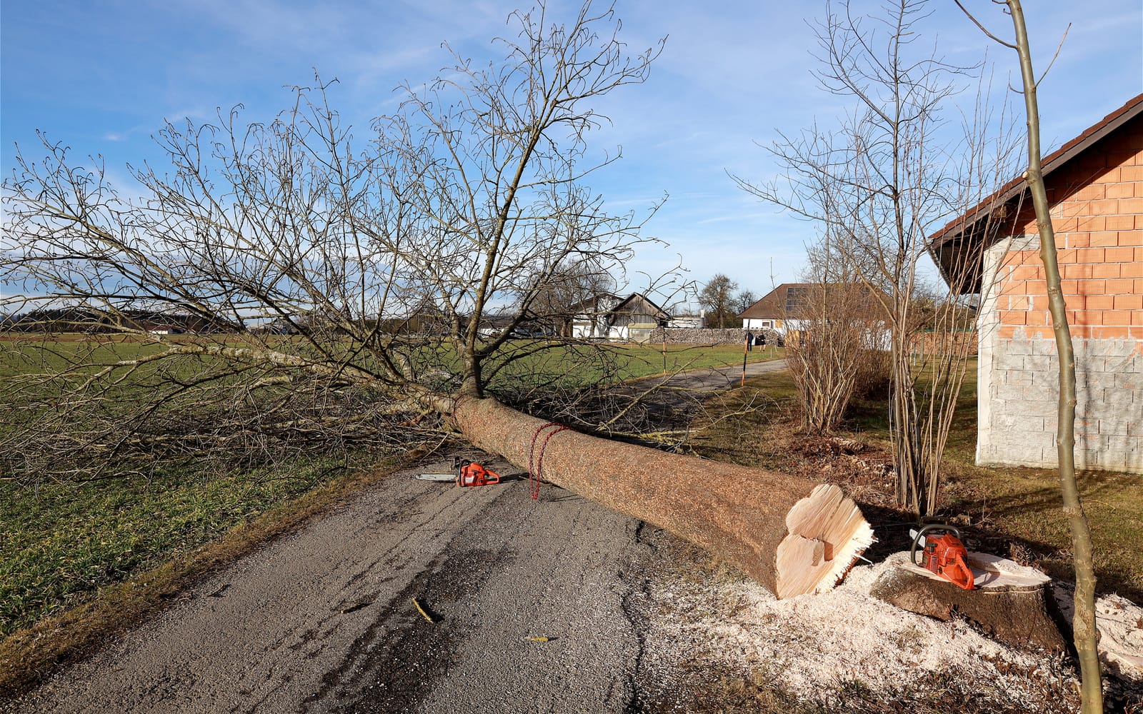 Tree Felling by Smart Call Contractors